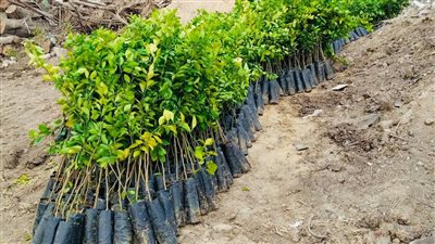  برتقال ويوسفي ورمان.. جهاز 15 مايو يوزع 1600 شجرة على السكان بالمجان