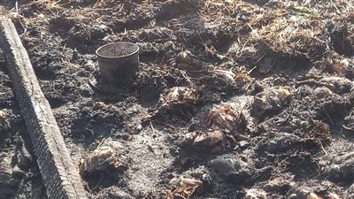 نفوق 2000 كتكوت.. السيطرة على حريق حظيرة دواجن بديرمواس في المنيا