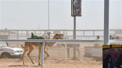 بمشاركة 1100 جمل.. محافظ جنوب سيناء يشهد السباق التنشيطي للهجن