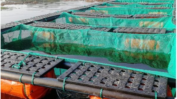 أقفاص سمكية