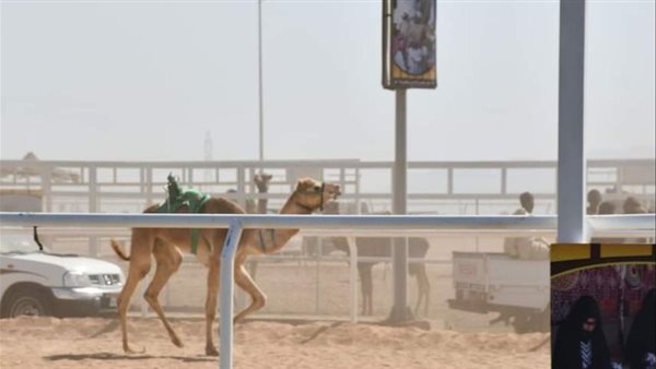 سباق تنشيطي للهجن