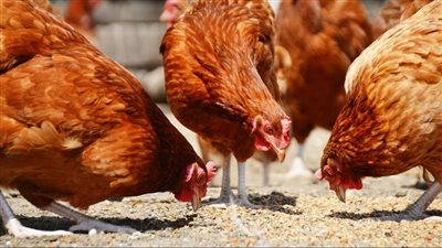 هل يجوز الأضحية بالدجاج والبط؟