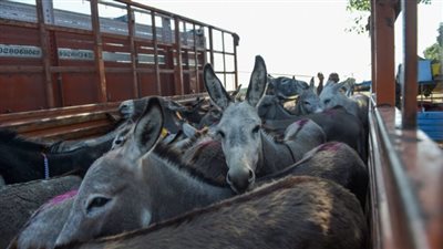 مصدر بالتموين يفجر مفاجأة: معظم وقائع العثور على حمير مذبوحة الغرض منها الإتجار بالجلد وليس اللحم