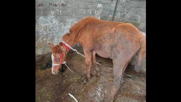 حصان ـ أرشيفية 