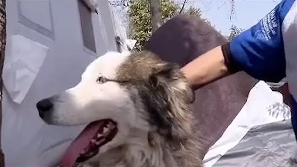 الكلب أليكس 