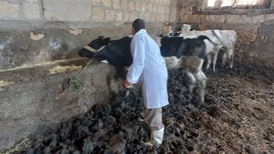 تستهدف 145 ألف رأس.. انطلاق الحملة القومية للتحصين ضد الحمى القلاعية بالإسكندرية