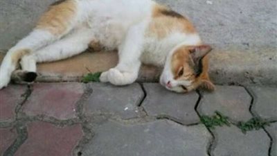 مسكها وحدفها تحت عربية.. حملة مقاطعة لمطعم عيش وملح بعد قتل أحد عامليه قطة 