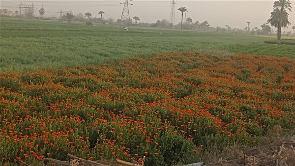 حالة الطقس ببني سويف