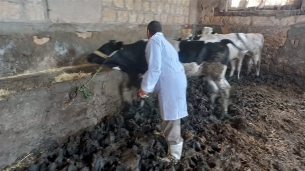 تحصين الماشية والأغنام