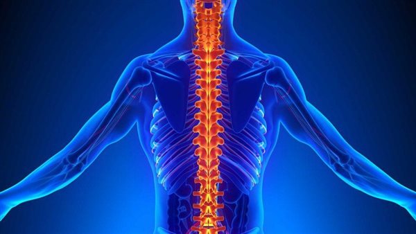 العمود الفقري ـ أرشيفية