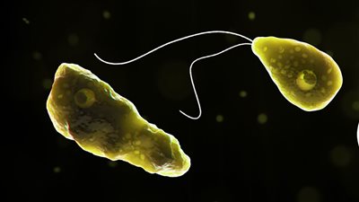  تنتشر في حمامات السباحة.. تعرف على عدوى الأميبا آكلة الدماغ وأعراض الإصابة