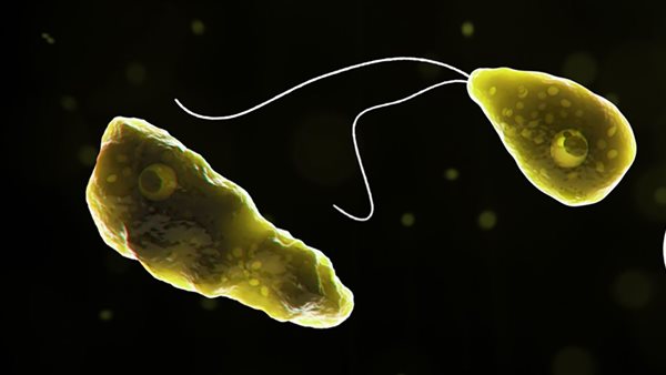 عدوى الأميبا أكلة