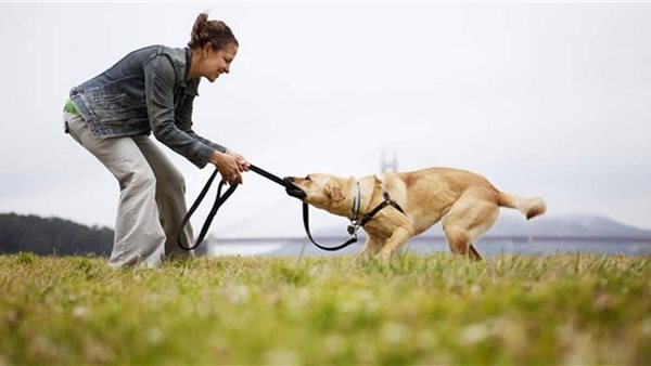 ترخيص حيازة الكلاب