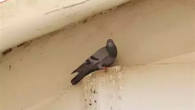 يدمر الرئتين.. مسؤولو الصحة بالهند يحذرون من مرض ينتشر من فضلات الحمام 