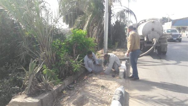 زراعة الأشجار بالمنيا