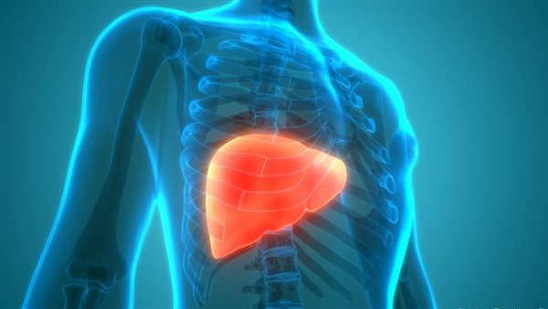 الكبد ـ تعبيرية
