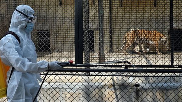 حيوانات مهددة بالانقراض