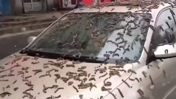 سقوط ديدان من السماء