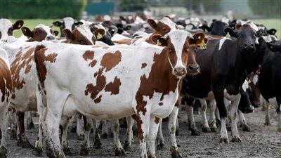 طريقة التقديم على مبادرة إحياء البتلو لدعم الثروة الحيوانية.. كيفية استلام التمويل بسهولة؟