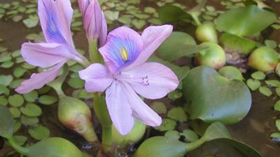 الري: هناك أبحاث لاستخدام ورد النيل علفًا للحيوانات.. وتكلفة إزالته 500 مليون جنيه 