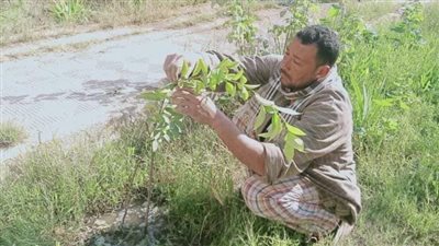 زراعة أشجار مثمرة ضمن مبادرة 100 مليون شجرة بمركز ديرمواس بالمنيا