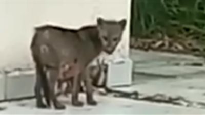 العثور على حيوان نادر في بوليفيا.. كلب له قدم البط ورائحة الذئب