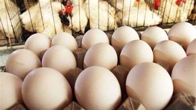 أسعار الدواجن البيضاء اليوم الجمعة.. وكرتونة البيض الأبيض بـ 119 جنيها