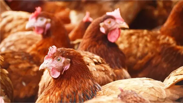 صورة أرشيفية - الدجاج