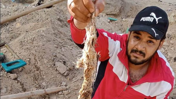 استخراج جذور الأشجار