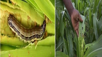 قادمة من القارة الأمريكية.. نقيب الفلاحين يحذر من خطورة دودة الحشد: تسببت في هلاك المحاصيل