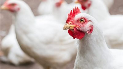 الساسو بـ 115 جنيهًا.. تباين أسعار الفراخ في مصر اليوم الثلاثاء 