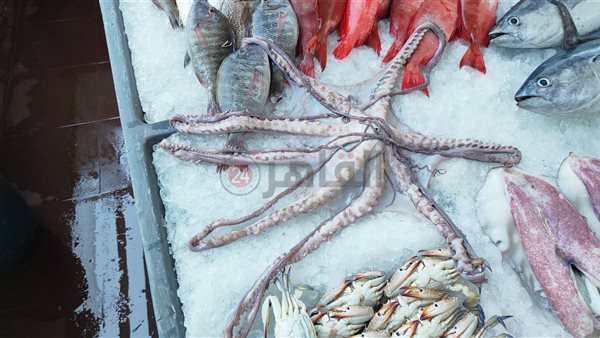 أنواع مختلفة من الأسماك