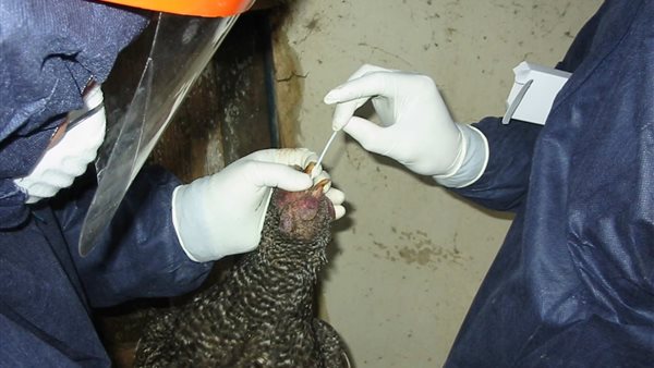 إنفلونزا الطيور