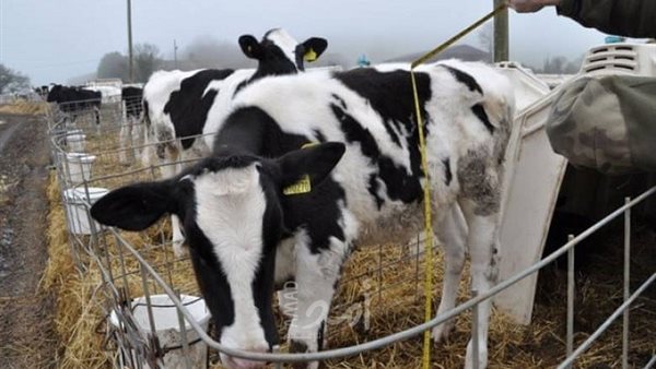 استيراد العجول من