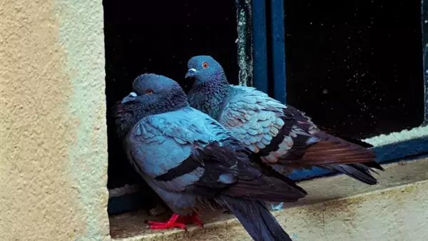 حمام -أرشيفية