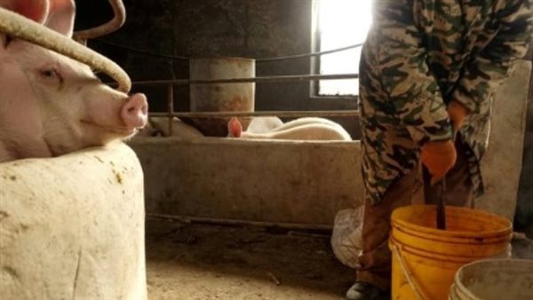 الخنازير في الصين