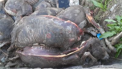 العثور على 25 حمارا جلودها مسلوخة في الغربية