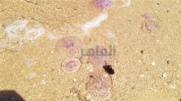 قناديل البحر على