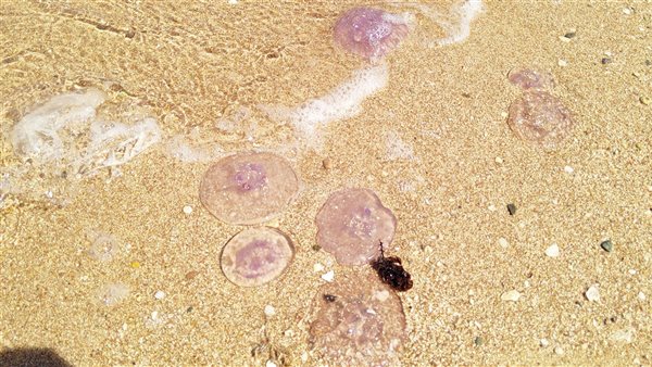 قناديل البحر بالغردقة