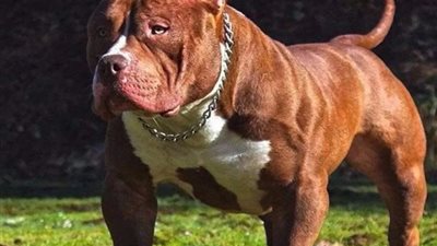 ما زال في الغيبوبة.. تفاصيل تطورات الحالة الصحية لضحية عقر كلب المذيعة أميرة شنب