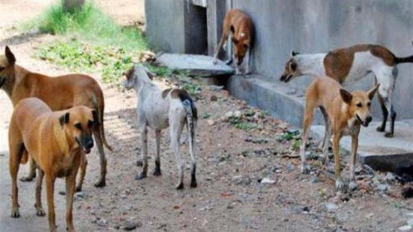 حكم قتل القطط والكلاب