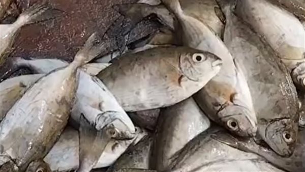 أسعار السمك