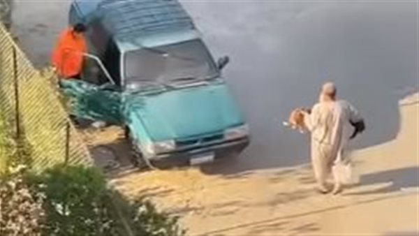 جمع كلاب في الشوارع