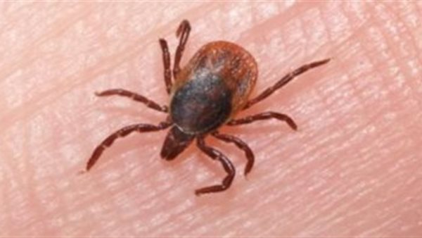 داء البابيزيا