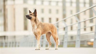 ذبحه ورجع قطع اللحمة بنفس الساطور.. جزار ينهي حياة كلب بوحشية في المقطم