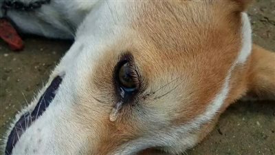 كان بيهشه بالساطور.. أول تعليق من محل الجزارة على تعدي عامل على كلب