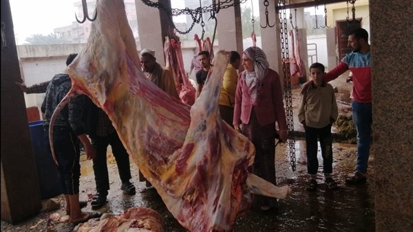 البقرة المصابة قبل