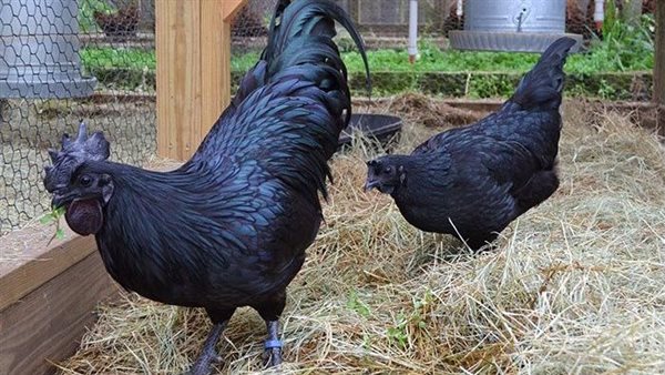  أسعار الفراخ السوداء