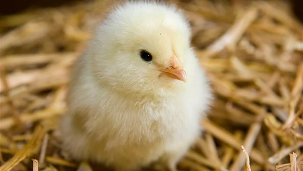 أسعار الكتكوت اليوم