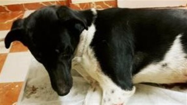 كلب -أرشيفية